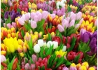 Тюльпаны оптом к 8 марта